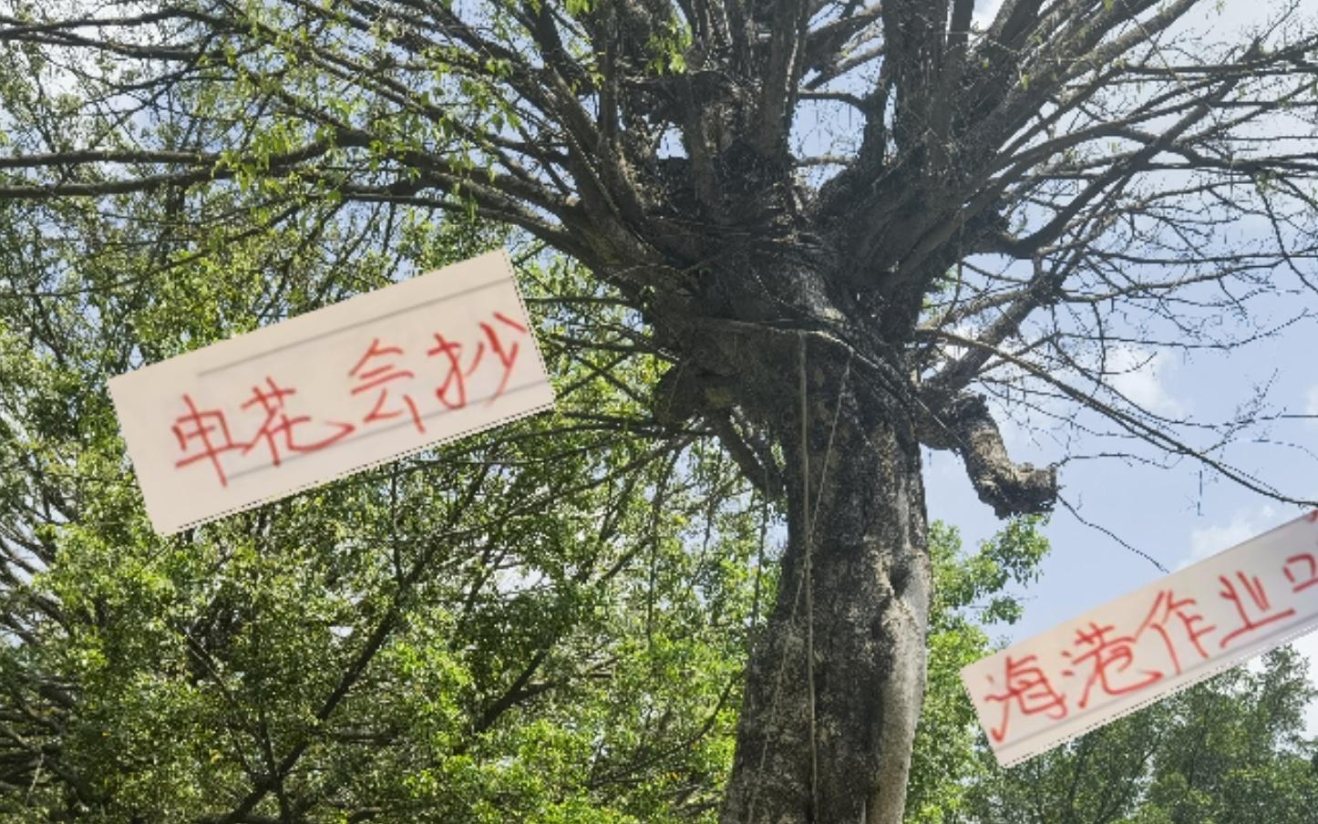 明年申花會(huì)抄海港古斯塔沃的作業(yè)嗎冷處理法國(guó)外援阿馬杜