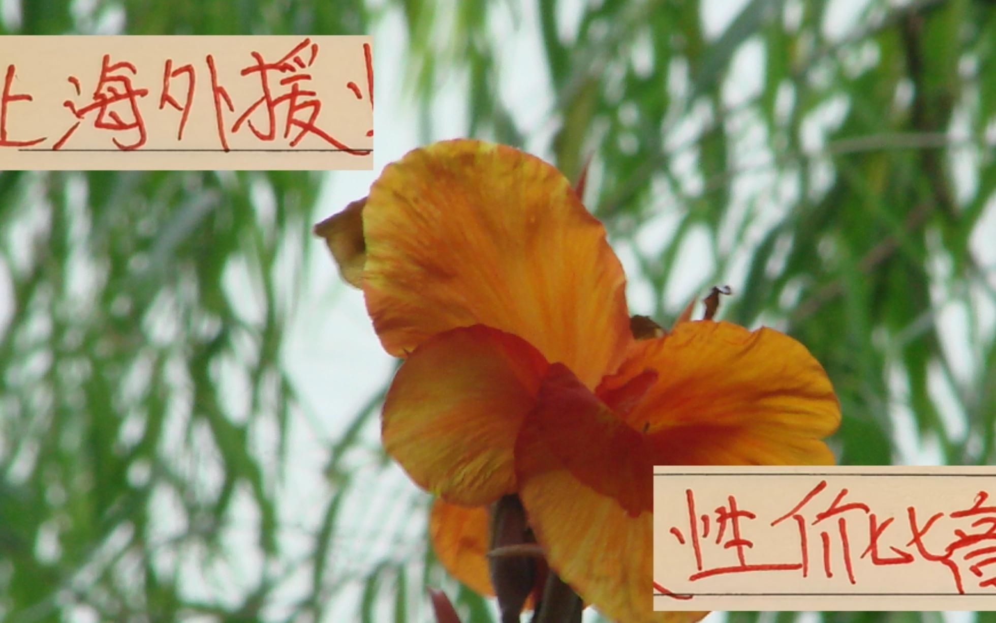 都在羨慕別人家外援香！其實申花+海港的外援已經(jīng)很有性價比